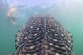 Whale Shark approaching a diver underwater in Baja California Royalty Free Stock Photo