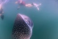 Whale Shark approaching a diver underwater in Baja California Royalty Free Stock Photo