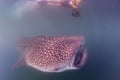 Whale Shark approaching a diver underwater in Baja California Royalty Free Stock Photo