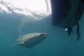 Whale Shark approaching a diver underwater in Papua Royalty Free Stock Photo