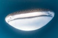 Whale Shark approaching a diver underwater Royalty Free Stock Photo