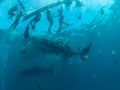 Whale shark approaching the surface and boat with snorkels, Oslob, Philippines. Selective focus. Royalty Free Stock Photo
