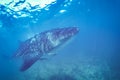 Whale shark and beautiful underwater scene with marine life in sunlight in the blue sea. Snorkeling and scuba Maldives underwater Royalty Free Stock Photo