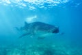 Whale shark and beautiful underwater scene with marine life in sunlight in the blue sea. Snorkeling and scuba Maldives underwater Royalty Free Stock Photo