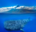 Whale shark below Royalty Free Stock Photo