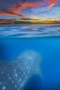 Whale shark below Royalty Free Stock Photo