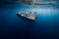 Whale shark in blue ocean. Giant fish swimming in open ocean near Sumbawa Royalty Free Stock Photo