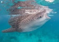 A Whale Shark in the blue ocean water of the Philippines. Royalty Free Stock Photo