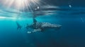 Whale shark in the blue ocean