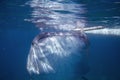 Whale shark in blue sea water. Whale shark closeup eating plankton by sea water surface.