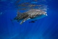 Whale Shark Blue water Royalty Free Stock Photo
