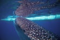 Whale shark and boat underwater photo. Whale shark head closeup by sea surface. Royalty Free Stock Photo