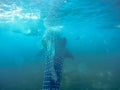Whale shark Cebu Royalty Free Stock Photo