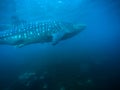 Whale shark Cebu Royalty Free Stock Photo