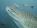 Whale shark close-up shot, whale shark surrounded by fish Royalty Free Stock Photo