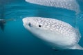 Whale Shark close up underwater portrait Royalty Free Stock Photo