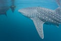 Whale Shark close up underwater portrait Royalty Free Stock Photo