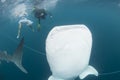 Whale Shark close up underwater portrait Royalty Free Stock Photo