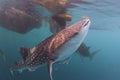 Whale Shark close up underwater portrait Royalty Free Stock Photo