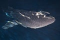 Whale Shark close up underwater portrait Royalty Free Stock Photo