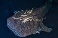 Whale Shark close up underwater portrait Royalty Free Stock Photo