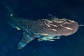 Whale Shark close up underwater portrait at night Royalty Free Stock Photo