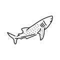 Whale shark color line illustration. Marine mammals.