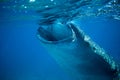 Whale shark in deep blue sea. Whale shark closeup eating plankton by sea water surface.