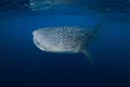 Whale shark in deep ocean. Giant Whale shark swimming underwater