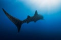 Whale shark in deep ocean. Silhouette of giant shark swimming underwater Royalty Free Stock Photo