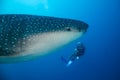 Whale Shark and Diver Royalty Free Stock Photo