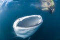 Whale Shark and diver underwater Royalty Free Stock Photo