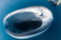 Whale Shark and diver underwater Royalty Free Stock Photo