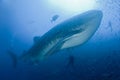 Whale Shark with divers Royalty Free Stock Photo