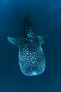 Whale Shark with divers Royalty Free Stock Photo