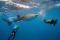 Whale shark and divers from maldives Royalty Free Stock Photo