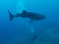 Whale shark and the divers, Oslob, Philippines. Selective focus. Royalty Free Stock Photo