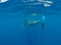 Whale shark and the divers, Oslob, Philippines. Selective focus. Royalty Free Stock Photo