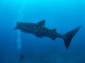 Whale shark and the divers, Oslob, Philippines. Selective focus. Royalty Free Stock Photo