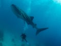 Whale shark and the divers, Oslob, Philippines. Selective focus. Royalty Free Stock Photo