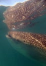 Whale Shark Feeding Royalty Free Stock Photo