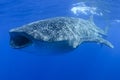 Whale Shark Feeding on Tuna Eggs with Open Mouth Royalty Free Stock Photo