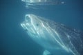 Whale shark fish open mouth feeding plankton krill