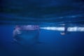 Whale shark and fisherman boat underwater photo. Whale shark closeup by sea surface. Royalty Free Stock Photo