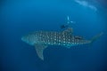 Whale Shark and Free Diver Royalty Free Stock Photo