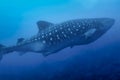 Whale Shark, GalÃÂ¡pagos National Park, Ecuador