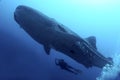 Whale Shark, GalÃÂ¡pagos National Park, Ecuador