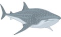 Whale Shark Illustration