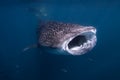 Whale Shark on the Ningaloo Reef, Australia Royalty Free Stock Photo