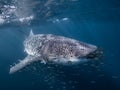 Whale Shark on the Ningaloo Reef, Australia Royalty Free Stock Photo